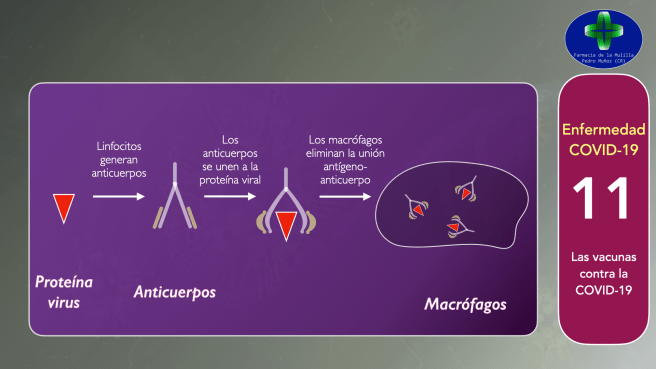 Video CORONAVIRUS 11 - Vacunas.011