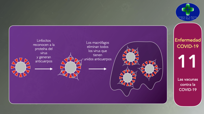 Video CORONAVIRUS 11 - Vacunas.015